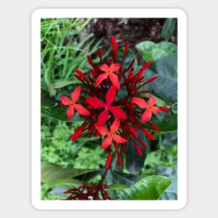 Red Christmas Floral Spray of Peace and Joy Sticker